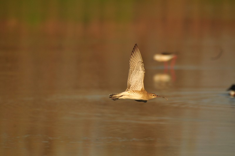 Chiurlo piccolo in volo
